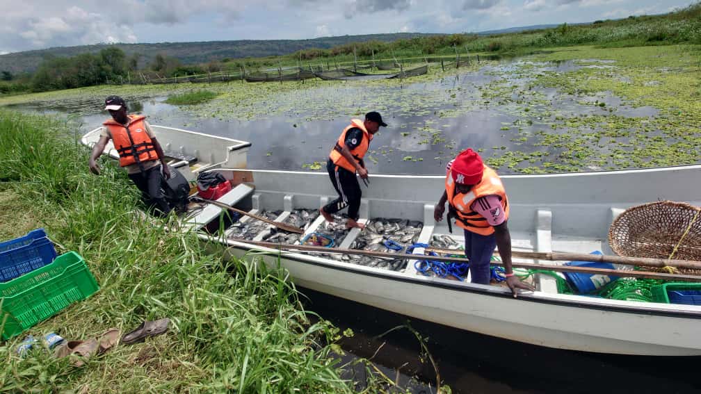 Fish farming